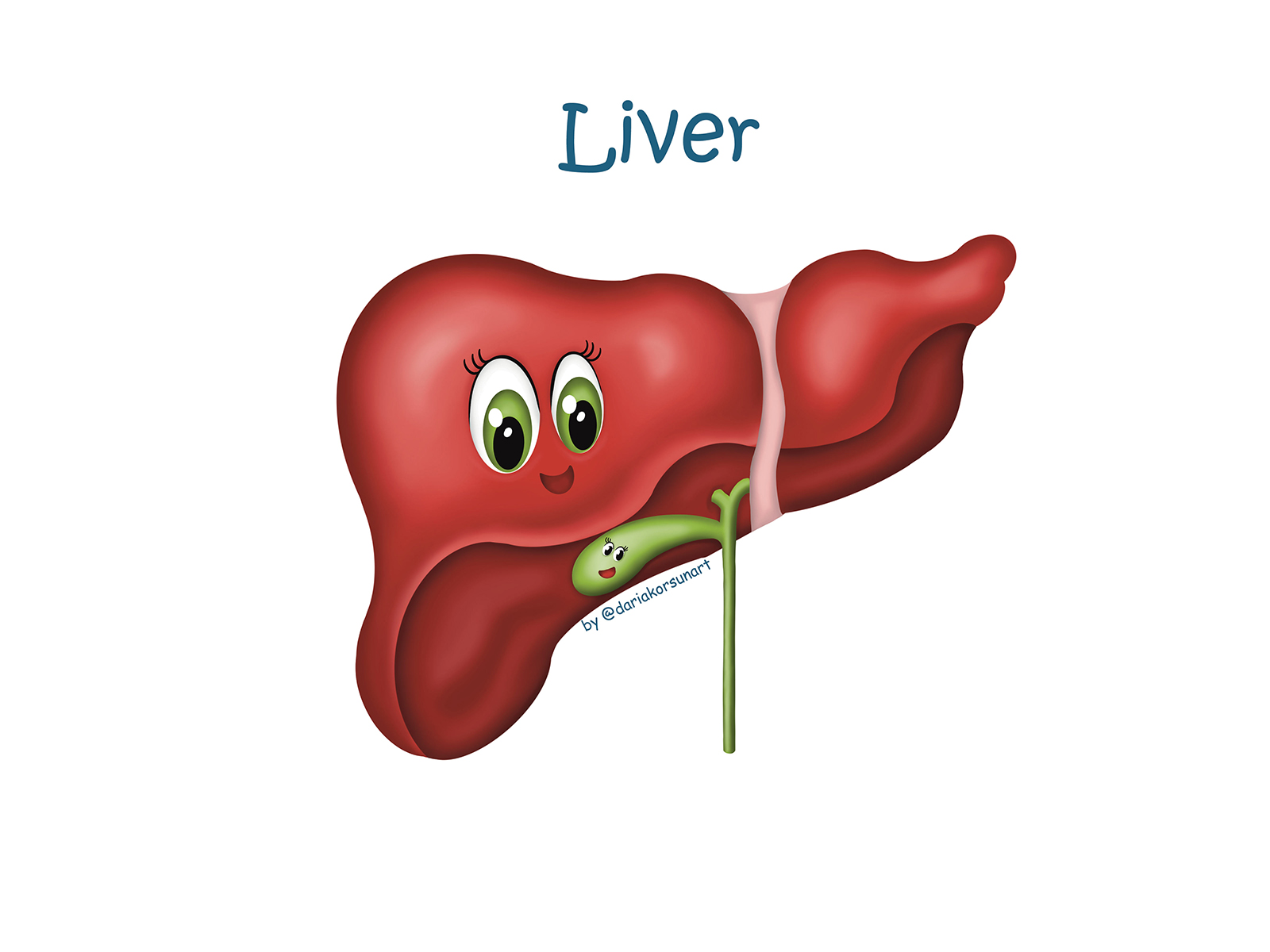 Liver