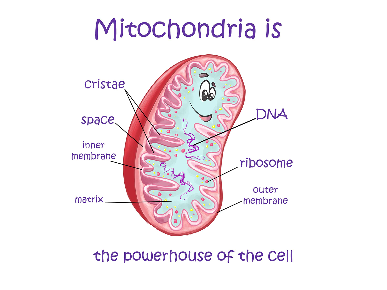 Mitochondria