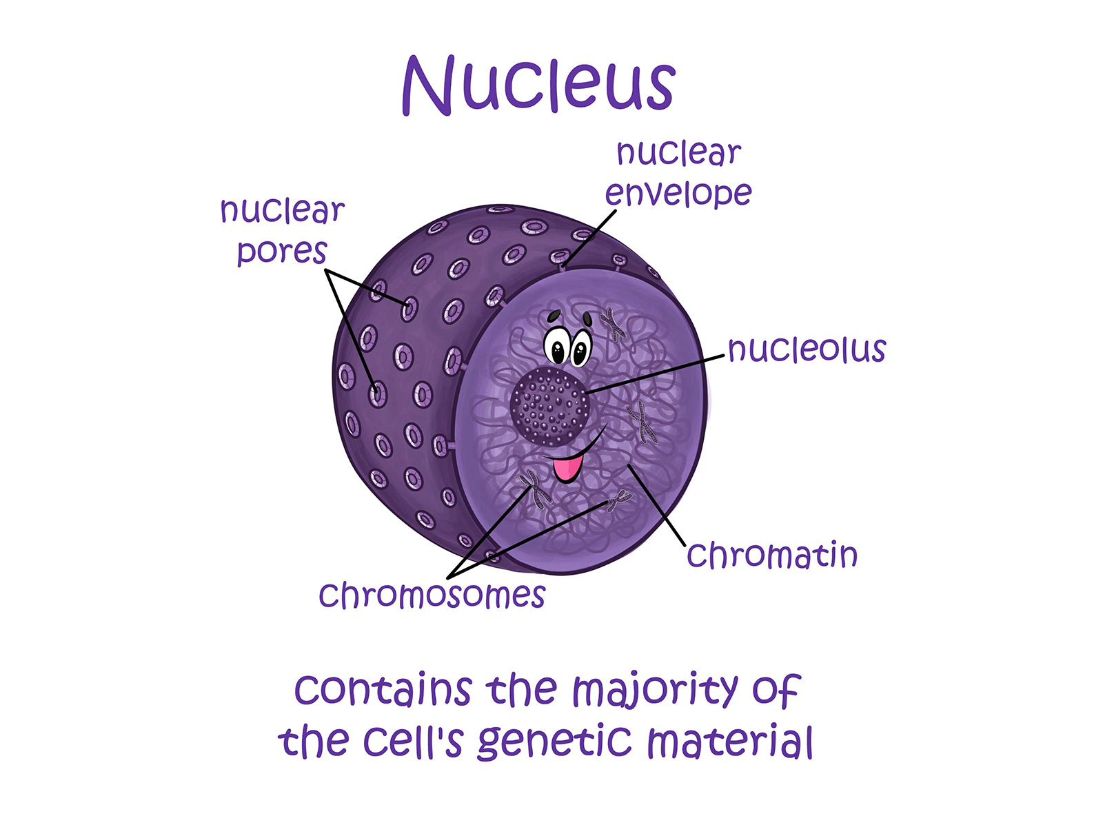 Nucleus